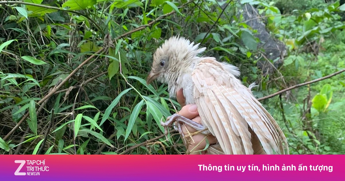 Bìm bịp bạch tạng bất ngờ xuất hiện trong tự nhiên ở Ninh Bình