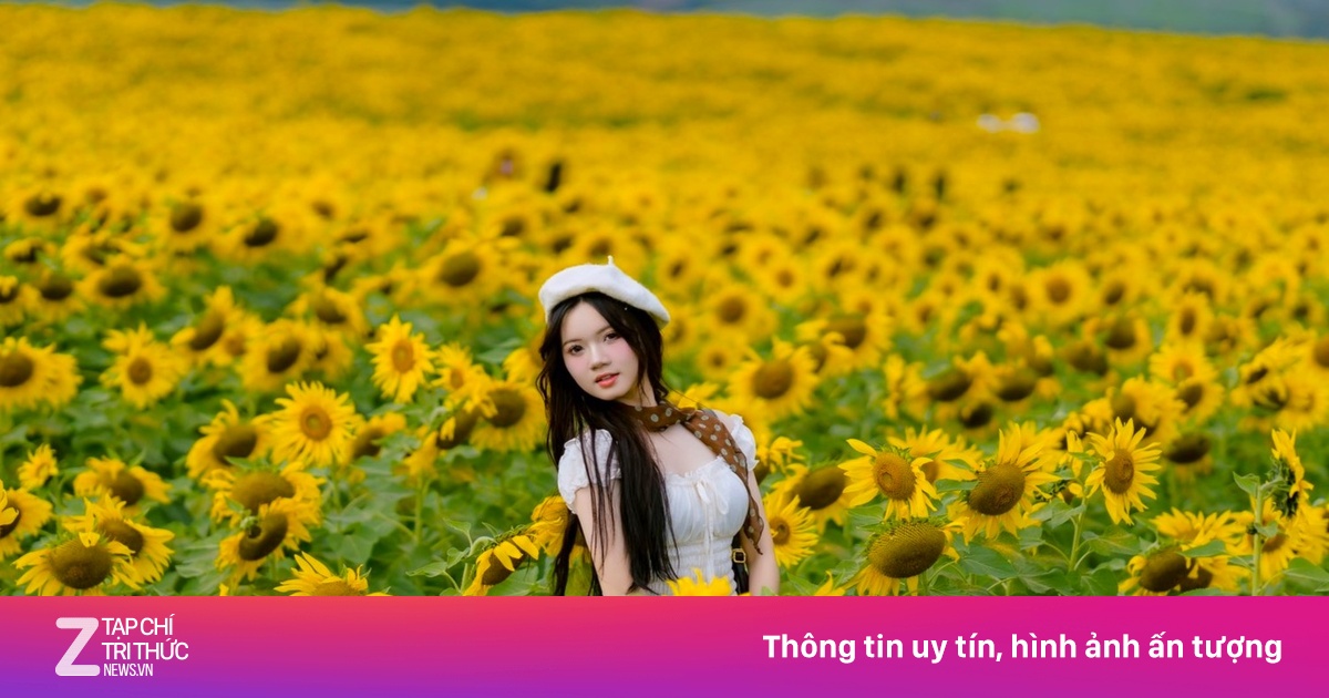 Ken đặc 'nàng thơ' tại cánh đồng hoa hướng dương hot nhất Nghệ An