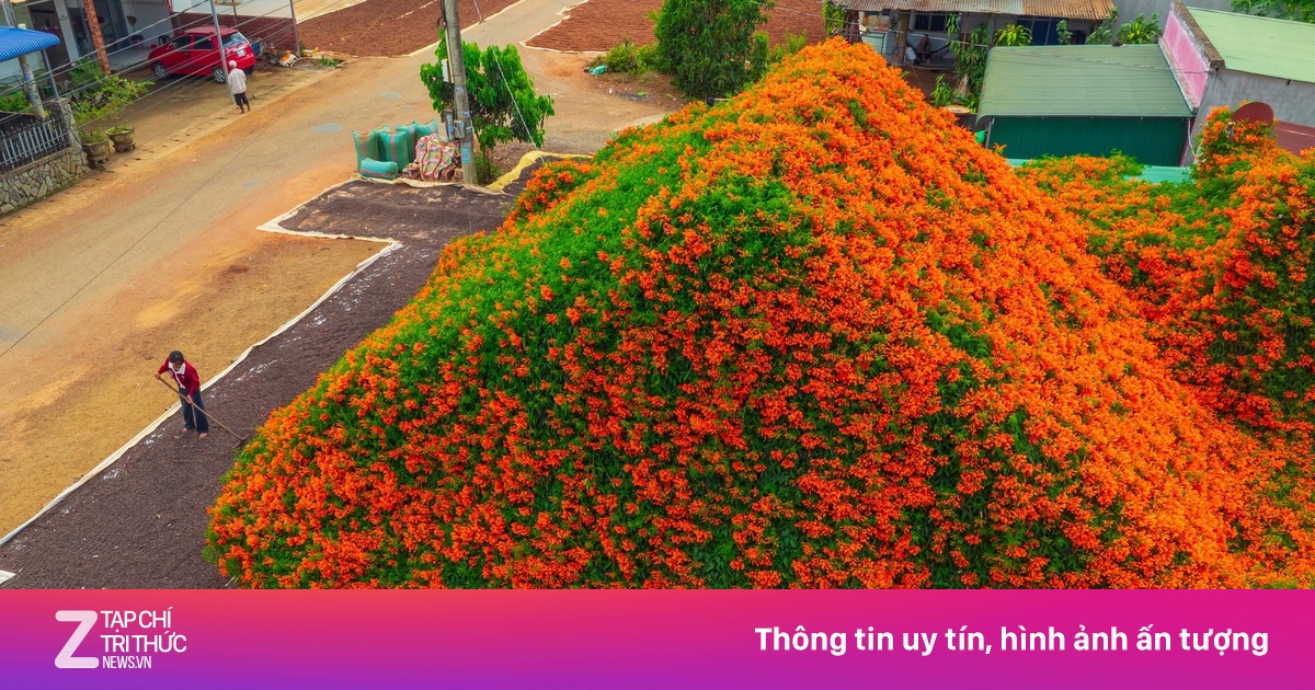 2 ngôi nhà hoa xác pháo ở Lâm Đồng lại 'hot'