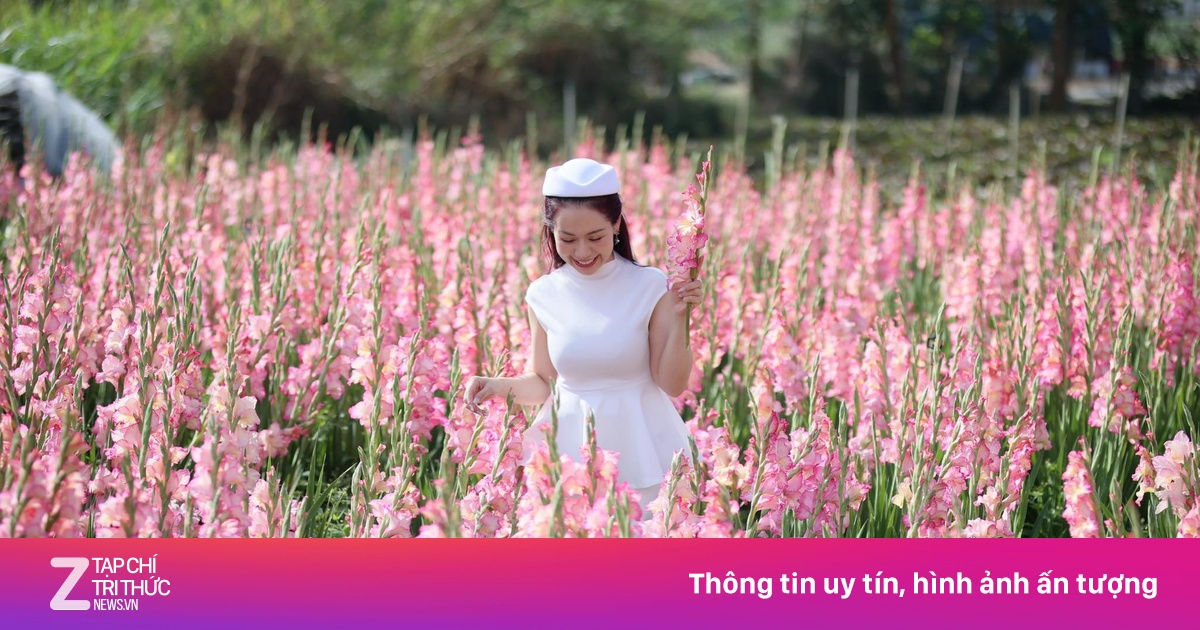 Vườn hoa lay ơn Đà Lạt bất ngờ 'gỡ vốn' khi thành điểm check-in 'hot'