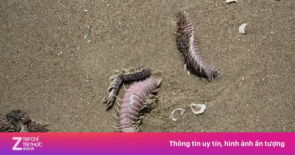 Vũng Tàu trấn an du khách khi sâu, sứa biển dạt vào bờ