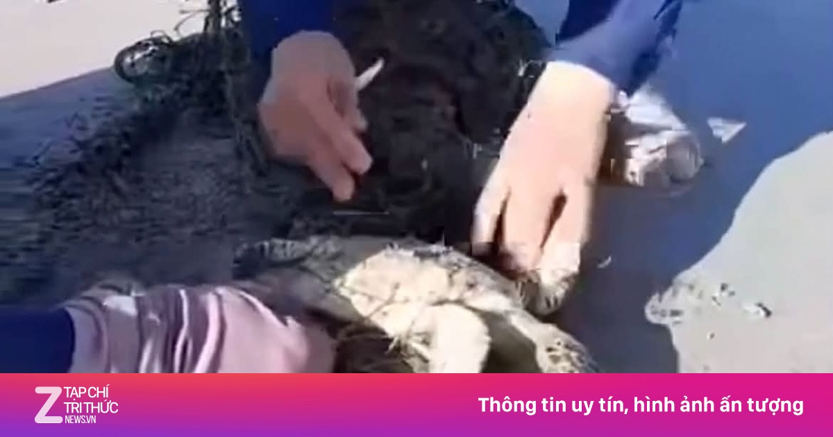 Cứu thành công 2 cá thể rùa quý hiếm mắc lưới ở Côn Đảo