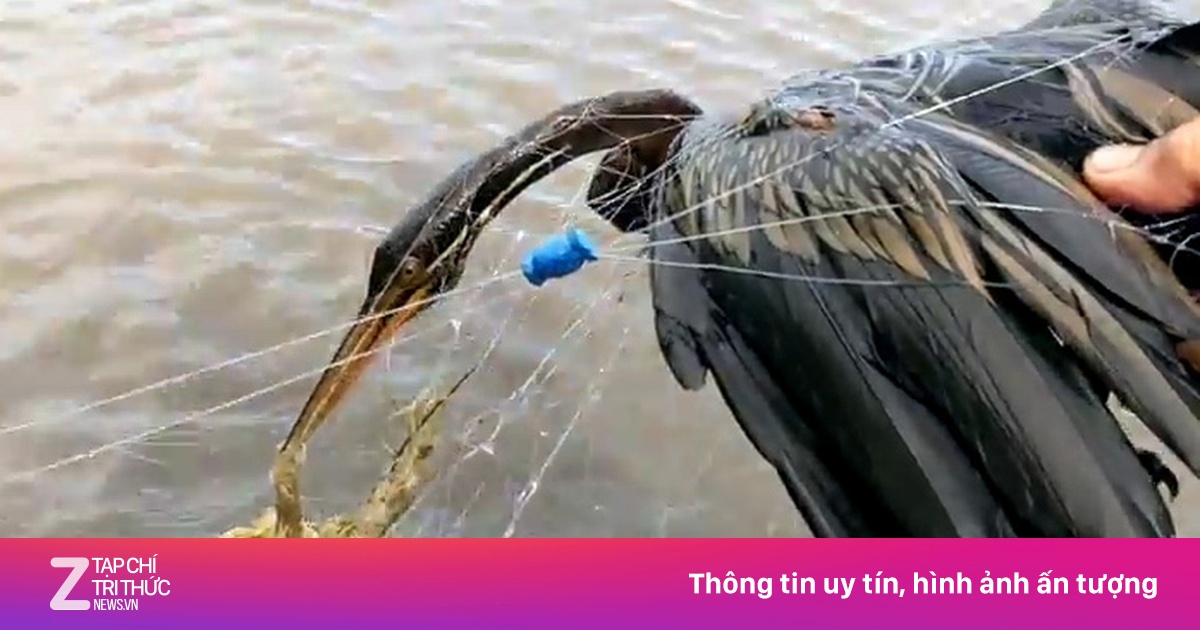 Người Sài Gòn bắt được chim cổ rắn quý hiếm - Xã hội - ZNEWS.VN