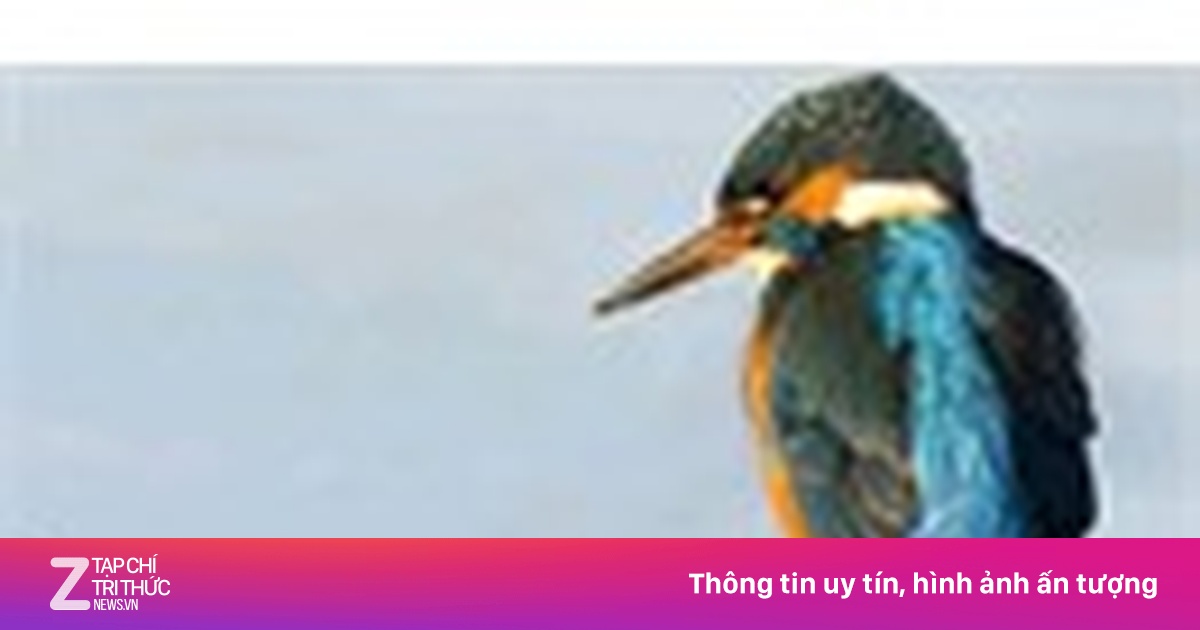 Thực đơn 6 món của chim bói cá - Chuyện lạ - ZNEWS.VN
