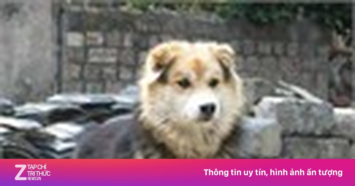 Chỉ tại con chó - Chuyện lạ - ZNEWS.VN