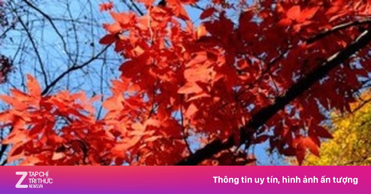 Ngắm cảnh thu rực rỡ ở Liêu Ninh - Du lịch - ZNEWS.VN