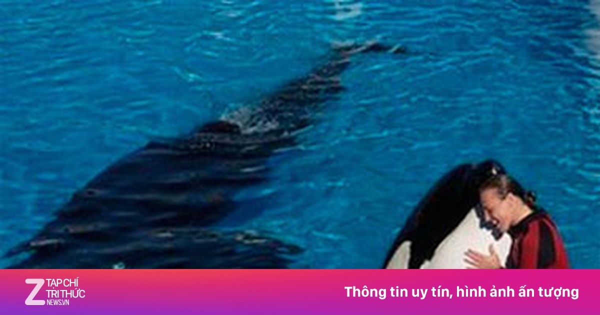 Kinh hoàng cá heo giết huấn luyện viên trước mắt khán giả - Thế giới