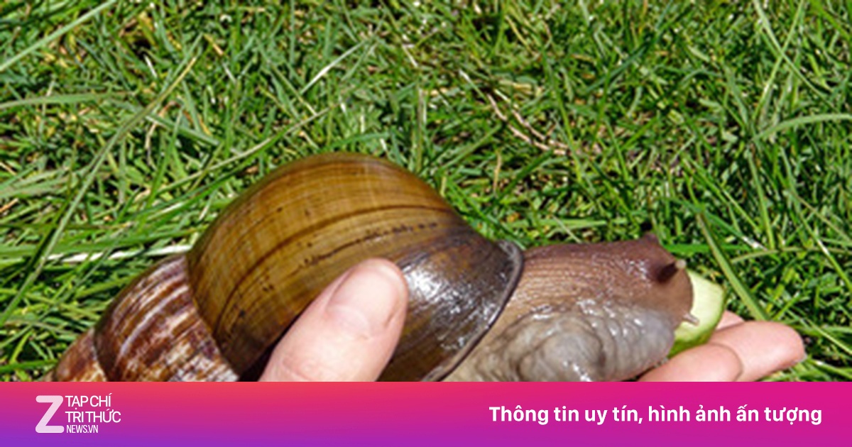 Loài ốc sên lớn nhất thế giới - Chuyện lạ - ZNEWS.VN