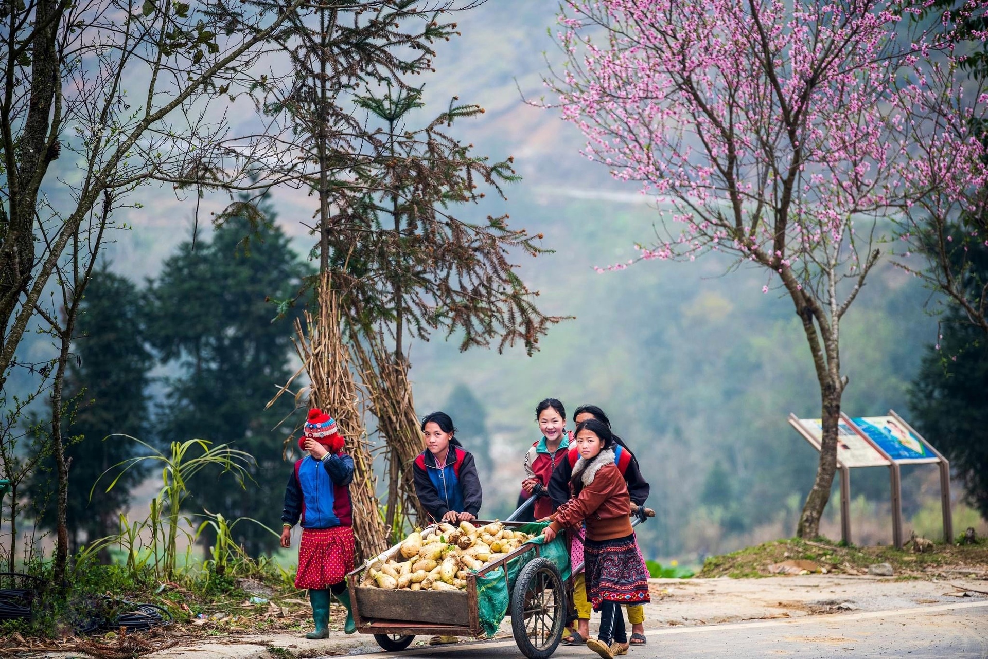 mua hoa anh dao anh 9