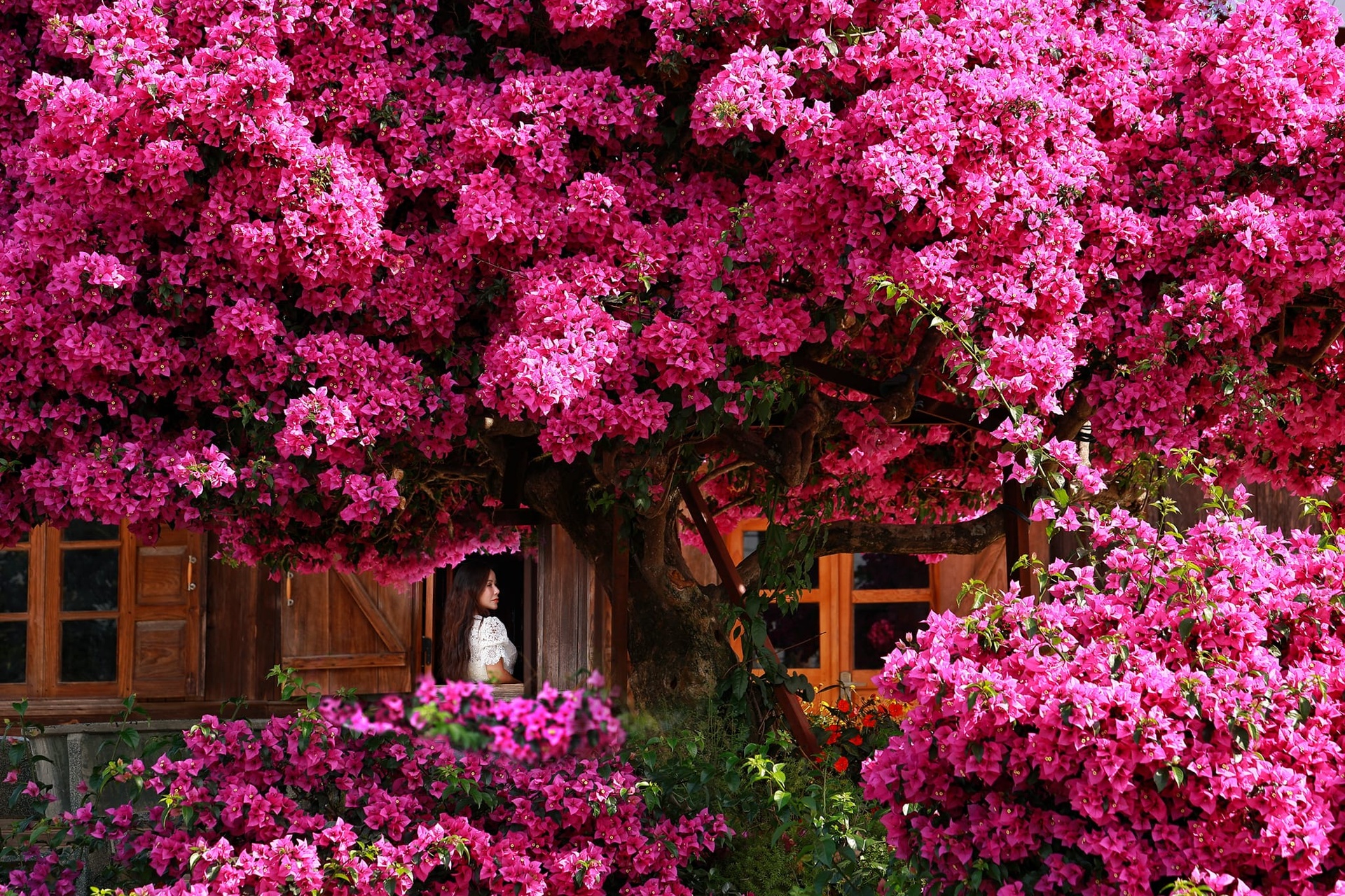 The beautiful, bright pink bougainvillea tree attracts tourists every year in Da Lat