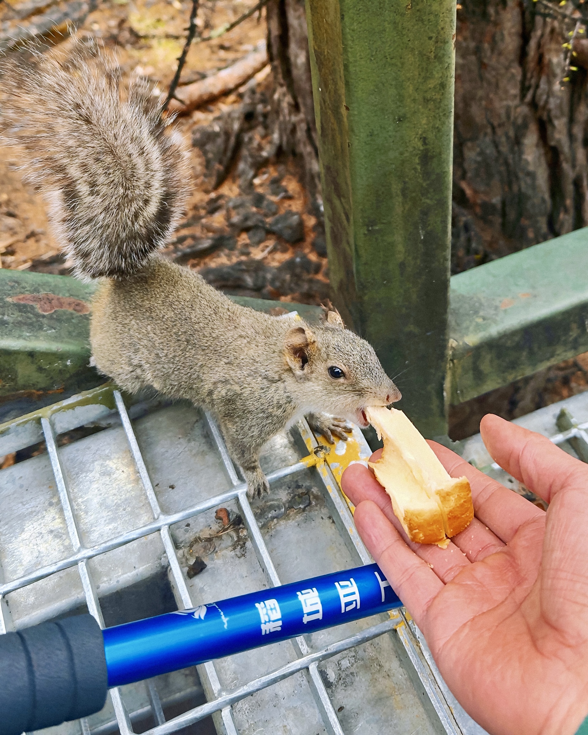 Dao Thanh A Dinh anh 10