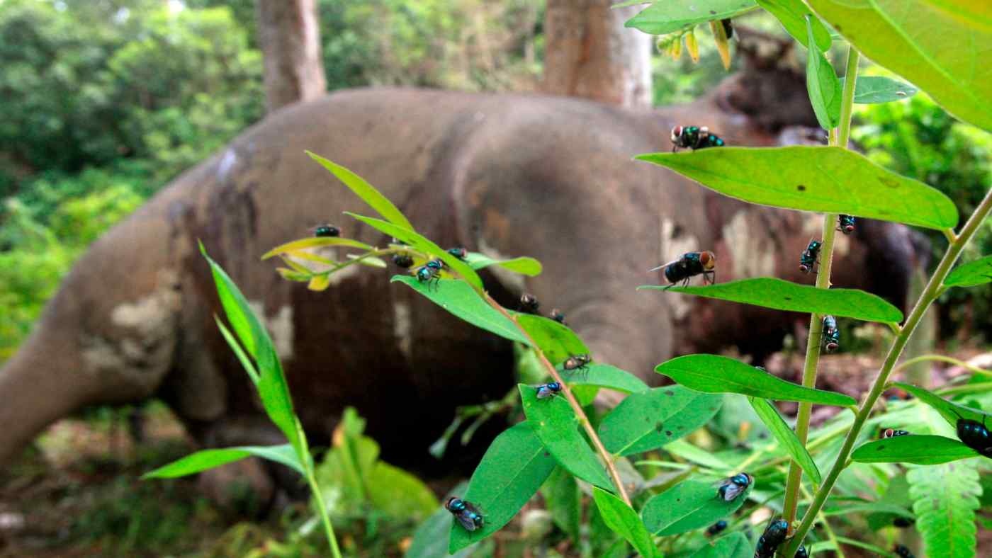 Buon ban dong vat hoang da anh 1