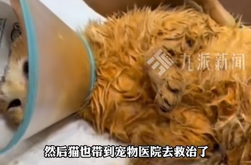 meo roi vao noi lau anh 2