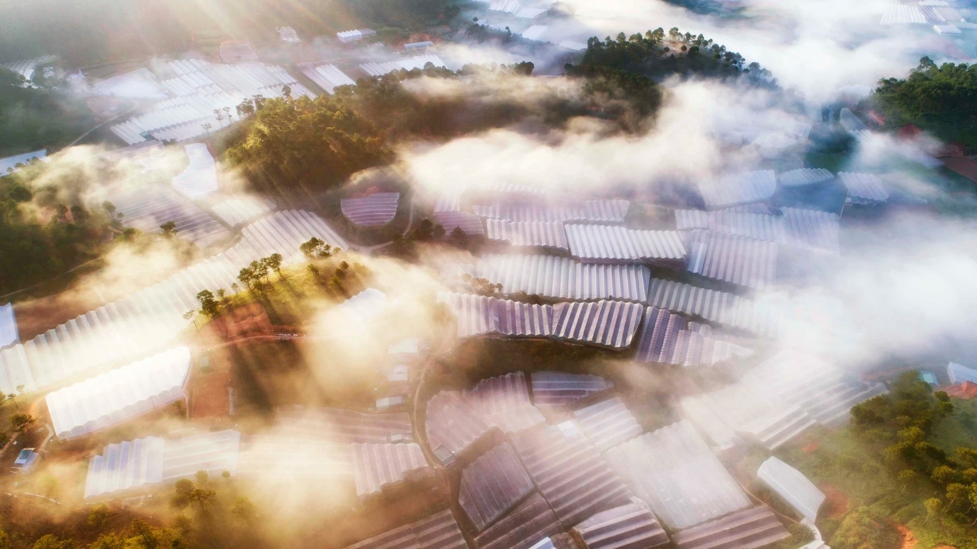 រូបថត ដាឡាត់ ២