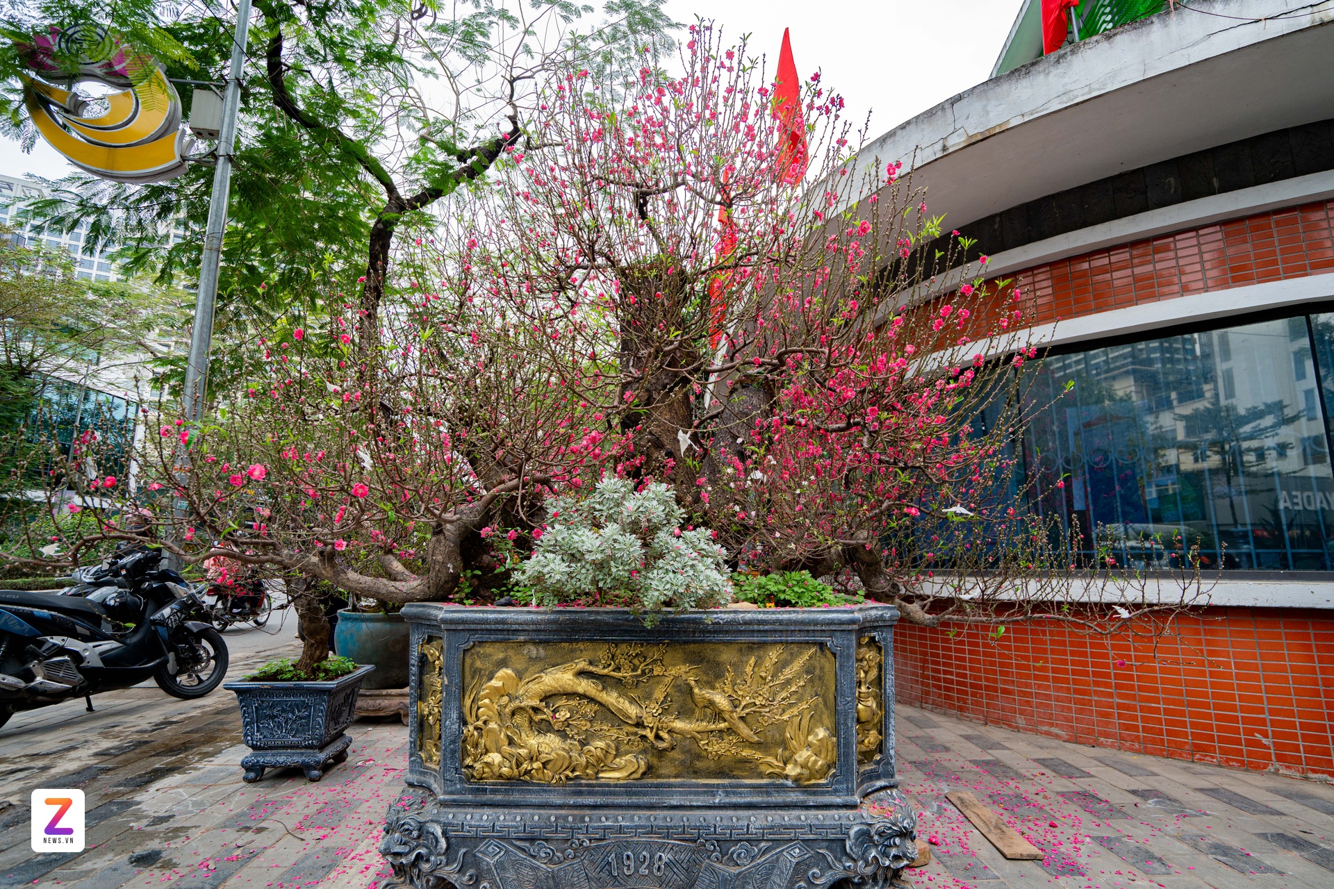 1억 복숭아나무, 1억 복숭아나무, 설날 나무, 낫탄 복숭아나무 (이미지 1)