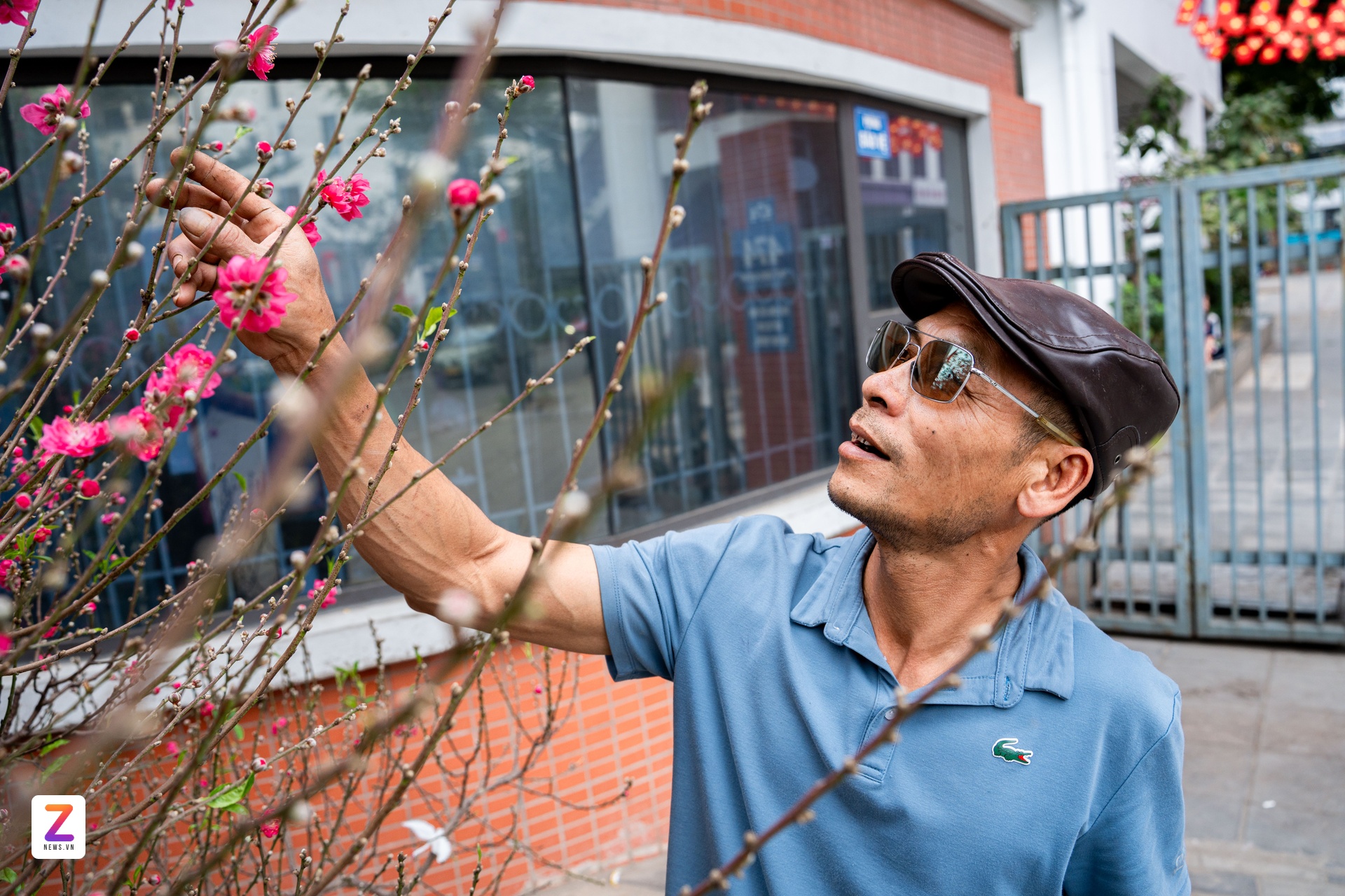 1억 복숭아나무, 1억 복숭아나무, 설날 나무, 낫탄 복숭아나무 (이미지 7)