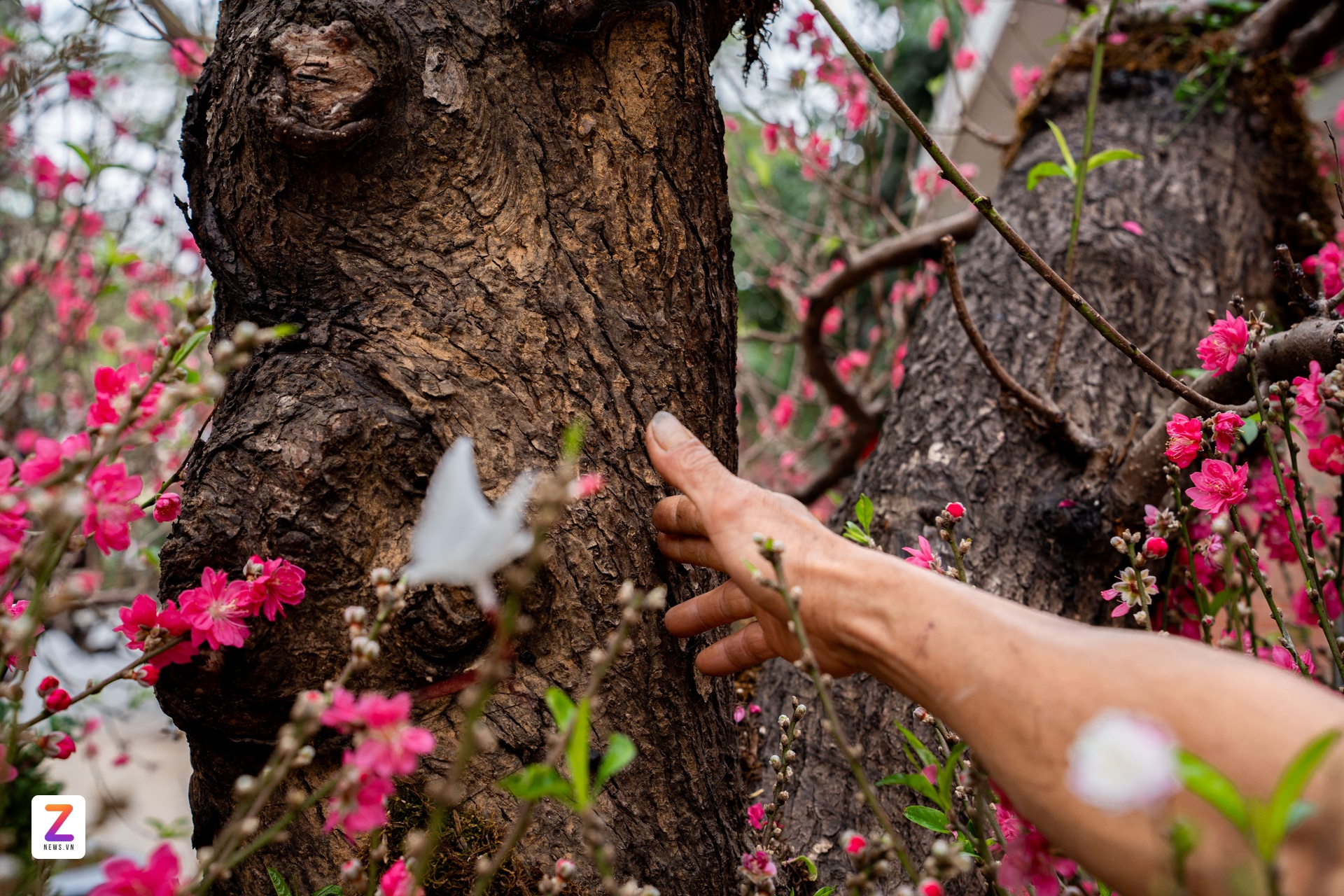 1억 복숭아나무, 1억 복숭아나무, 설날 나무, 낫탄 복숭아나무 (이미지 3)