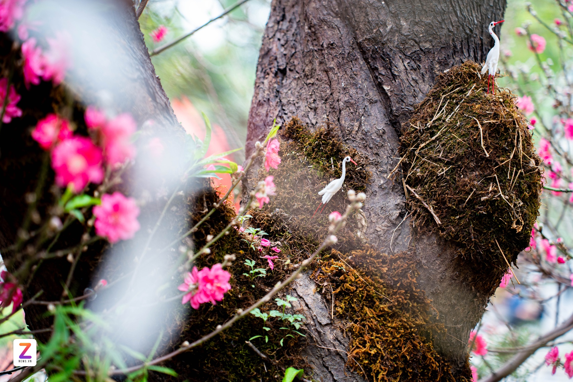 1억 복숭아나무, 1억 복숭아나무, 설날 나무, 낫탄 복숭아나무 (이미지 5)