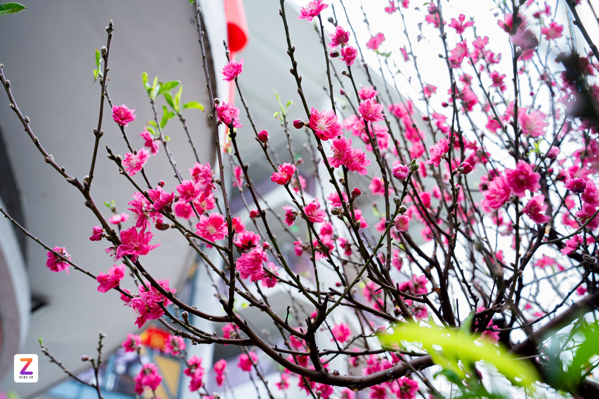 1억 복숭아나무, 1억 복숭아나무, 설날 나무, 낫탄 복숭아나무 (이미지 6)