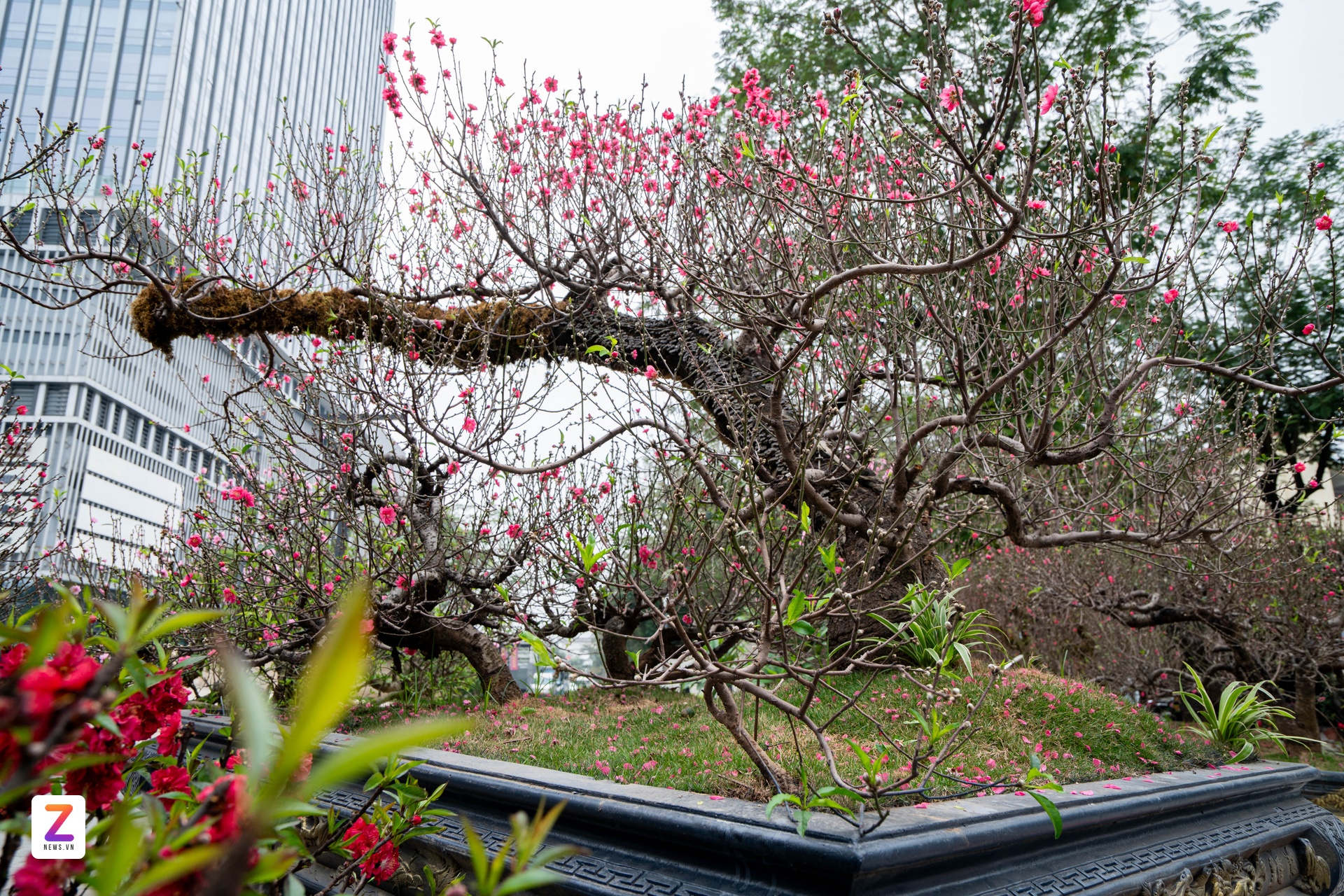 1억 복숭아나무, 1억 복숭아나무, 설날 나무, 낫탄 복숭아나무 (이미지 11)