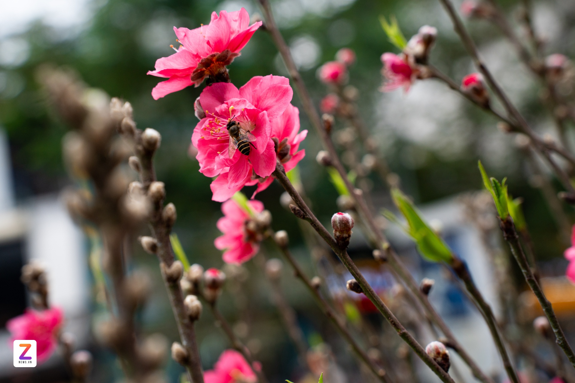 1억 복숭아나무, 1억 복숭아나무, 설날 나무, 낫탄 복숭아나무 (이미지 8)