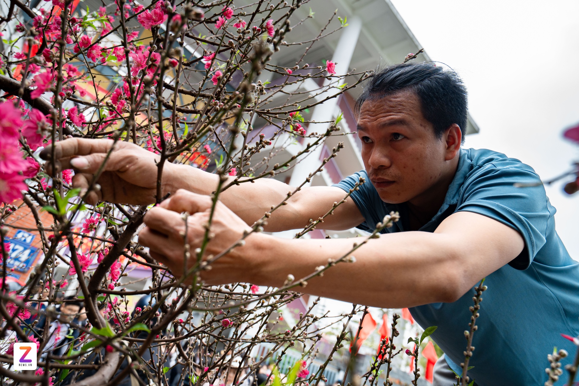 1억 복숭아나무, 1억 복숭아나무, 설날 나무, 낫탄 복숭아나무 (이미지 4)