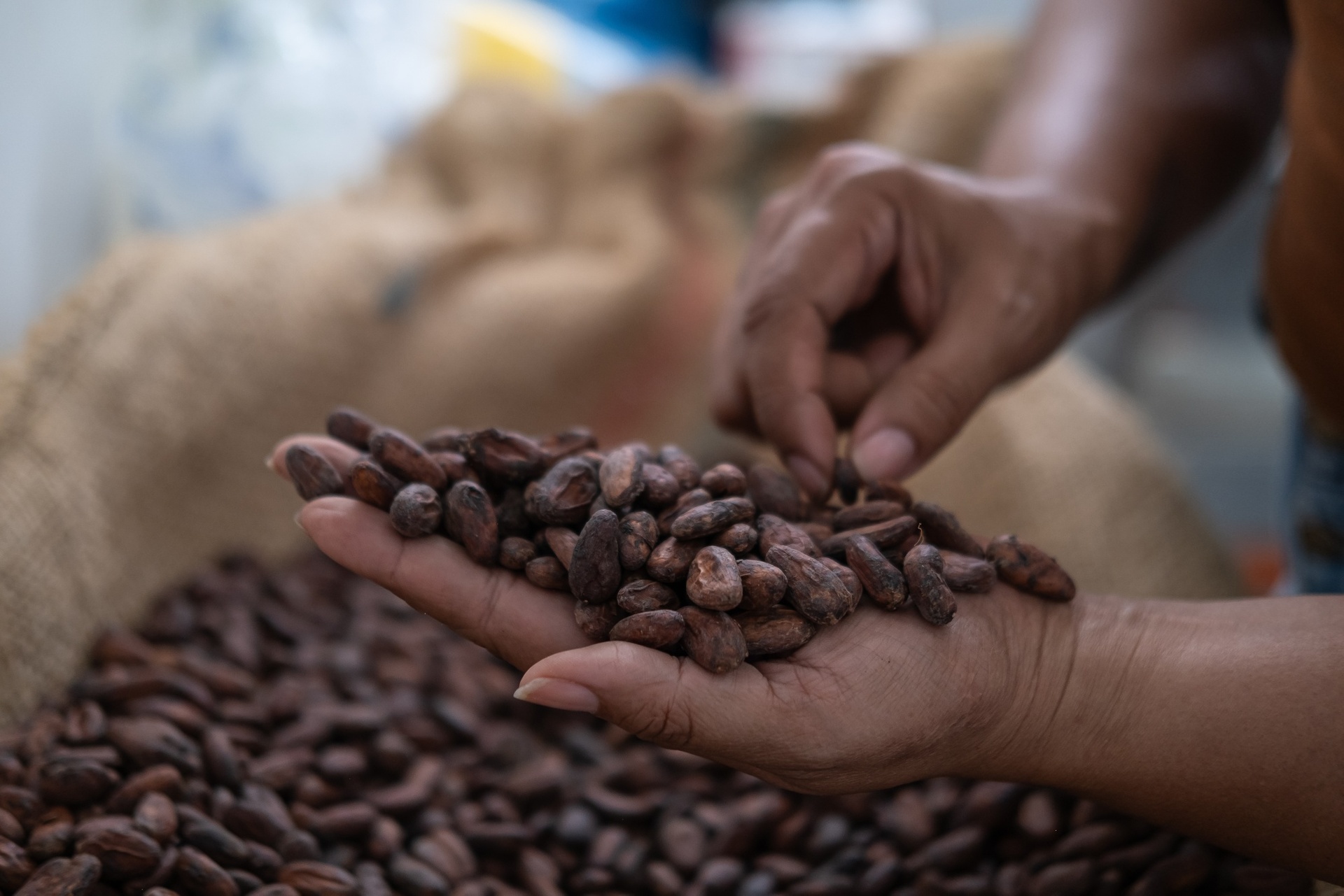 cacao tang gia anh 3