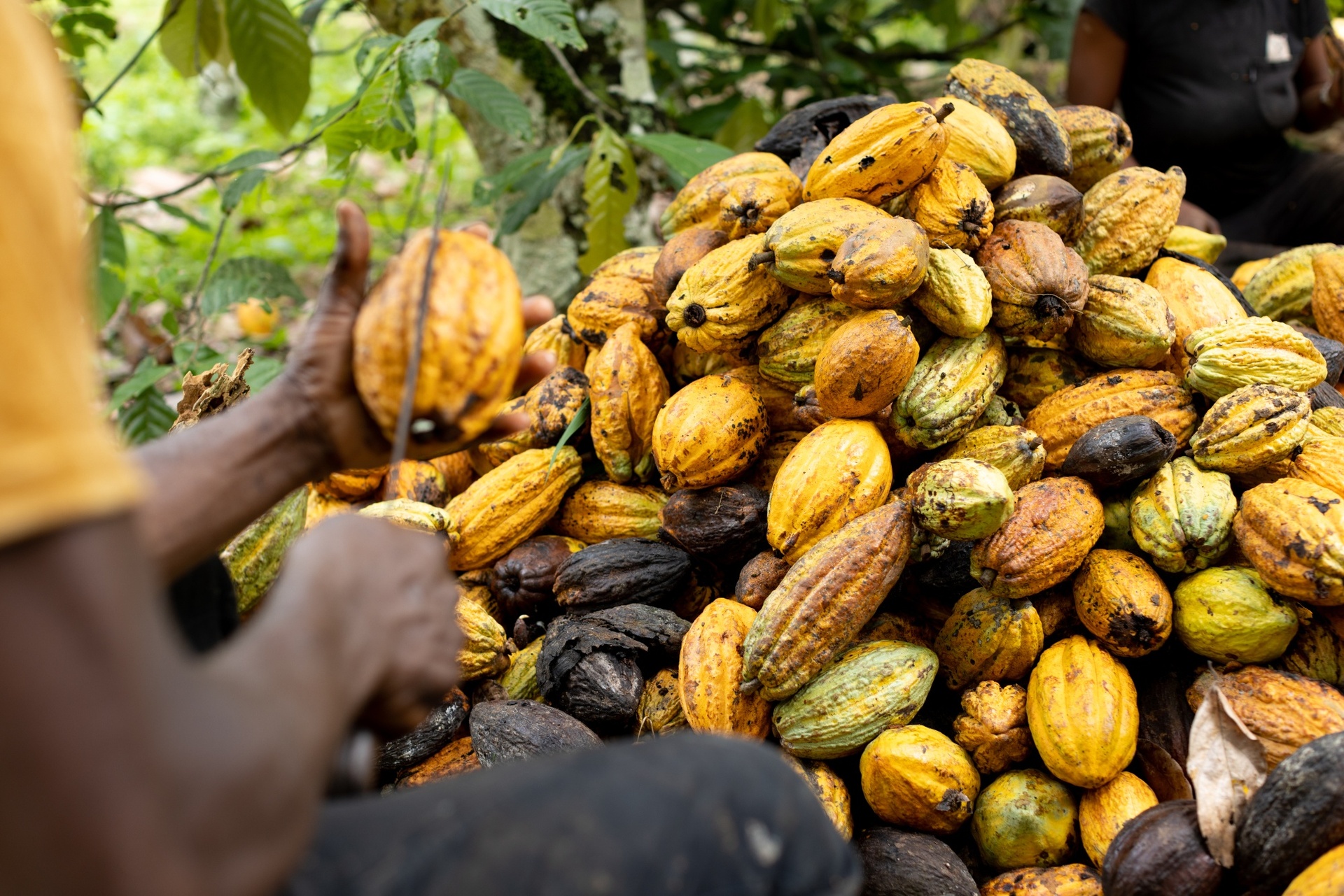 cacao tang gia anh 2