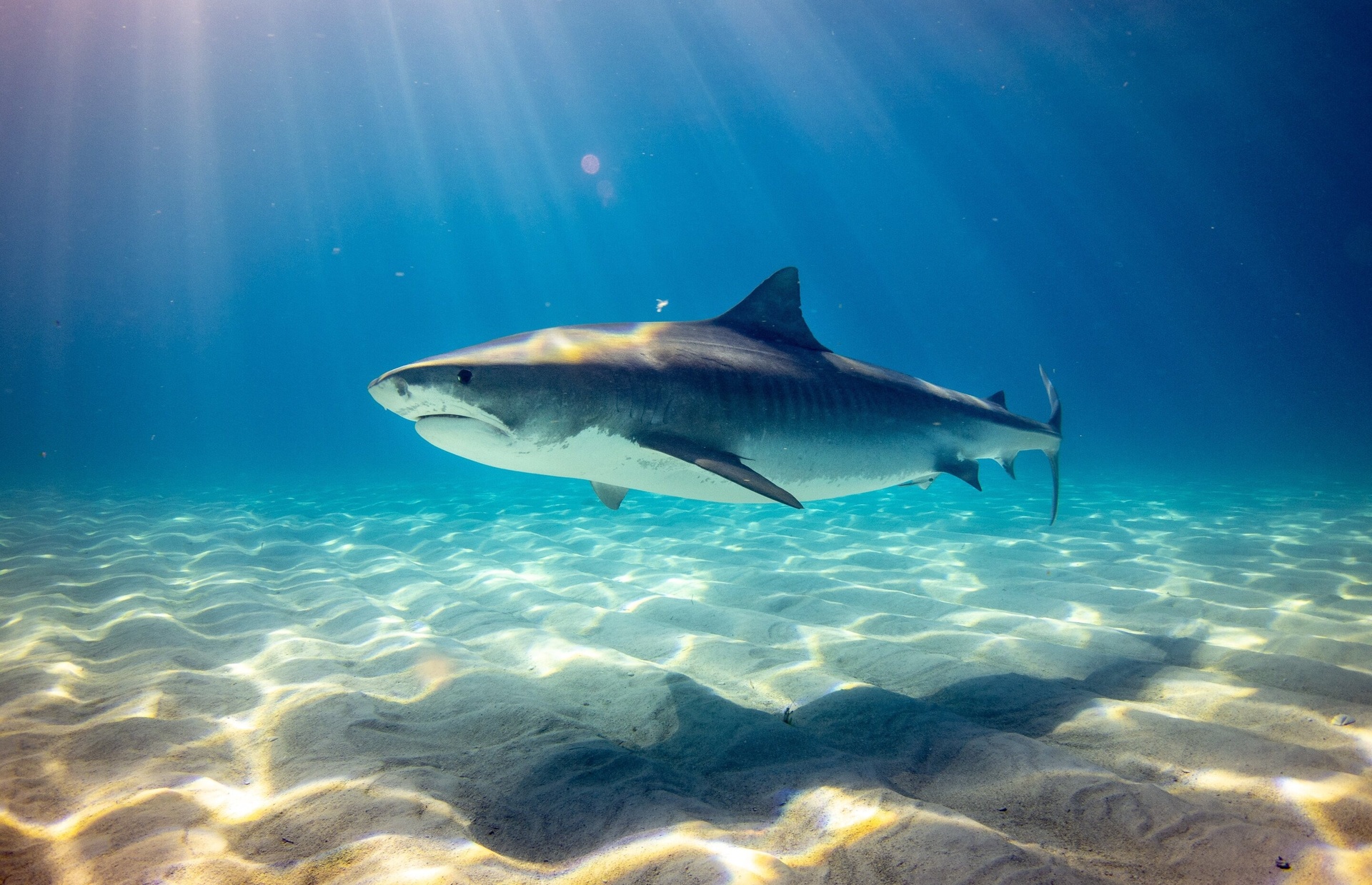 tiger_shark.jpg
