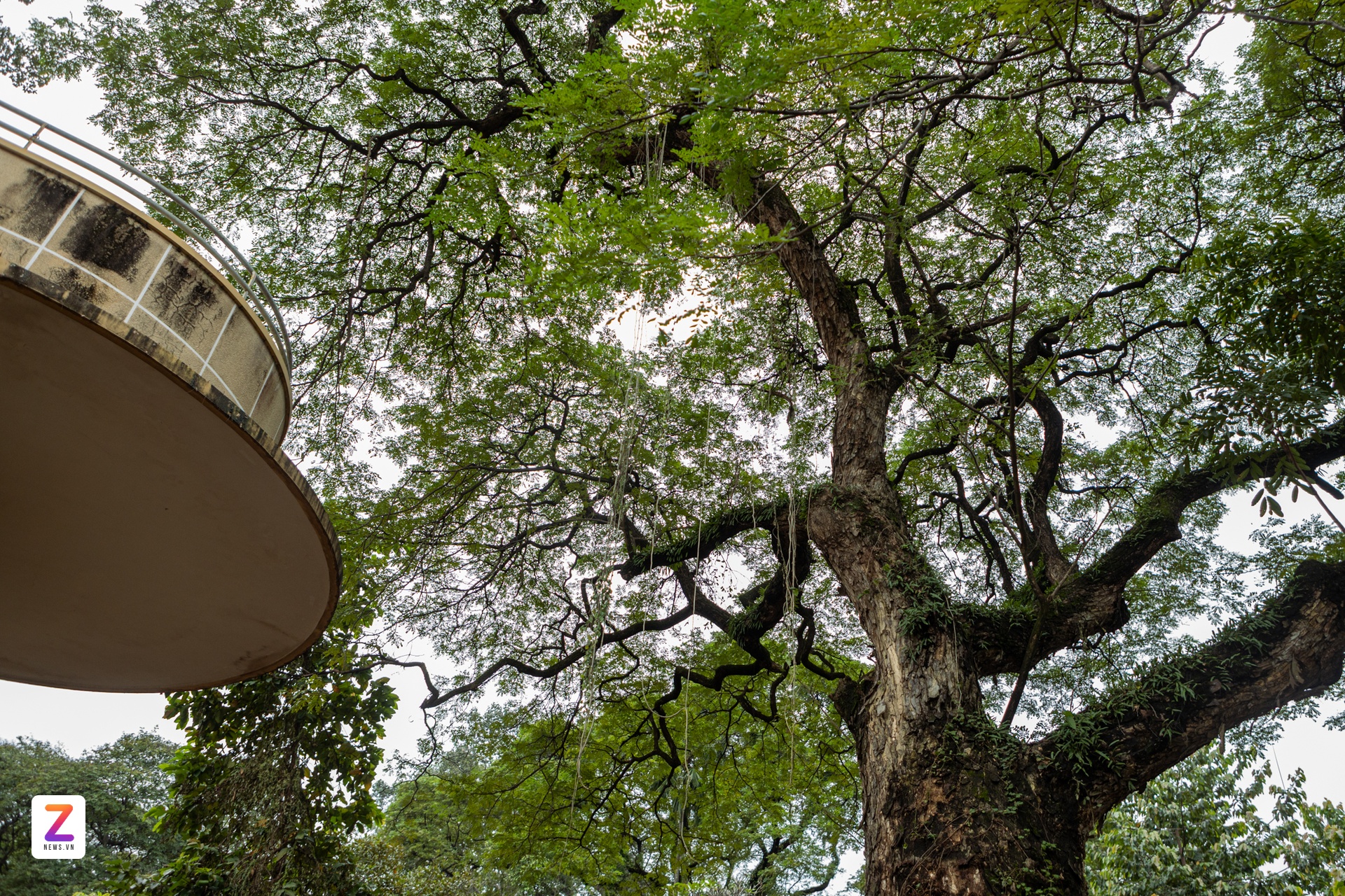 Dai tuong niem COVID-10 anh 8