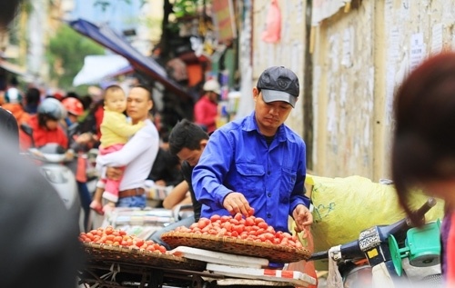 Nhót đầu mùa tròn đầy, căng mọng, quả nào quả nấy đỏ au, phủ lớp phấn trắng dày đặc lóng lánh như kim tuyến.