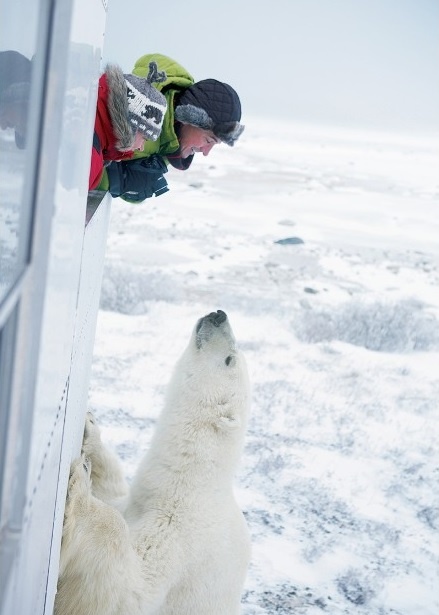 Thị trấn Churchill, Manitoba: Được biết đến như là nơi tập trung nhiều gấu Bắc Cực nhất trên thế giới, du khách tới đây có thể dễ dàng bắt gặp chúng từ khoảng cách gần. Vào mùa thu, những con gấu đi kiếm ăn dọc theo bãi biển của vịnh Hudson, đó là khi chúng rời bỏ môi trường sống vào mùa hè để tìm kiếm nguồn thức ăn và đánh dấu lãnh thổ.
