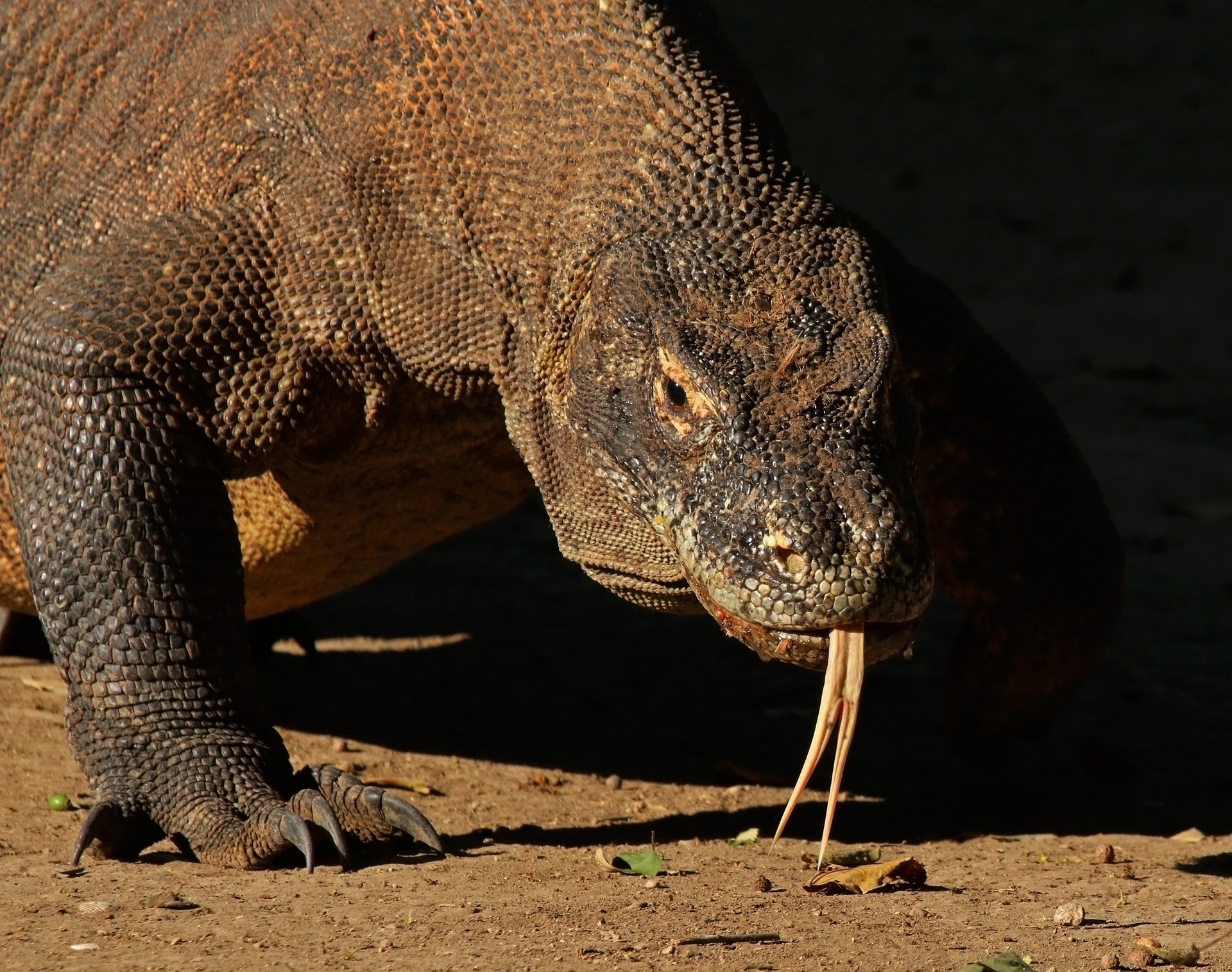 du khach bi rong komodo tan cong anh 1