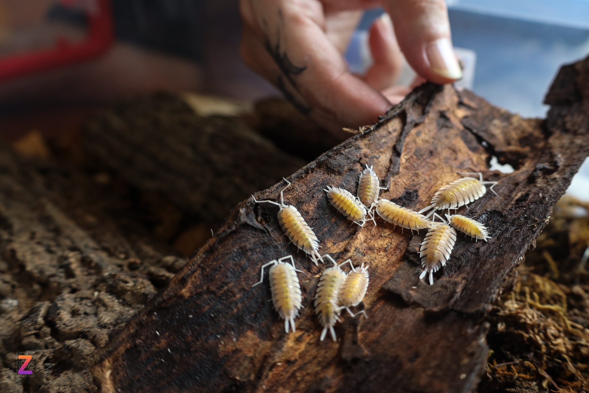 nuoi isopod tai nha anh 8