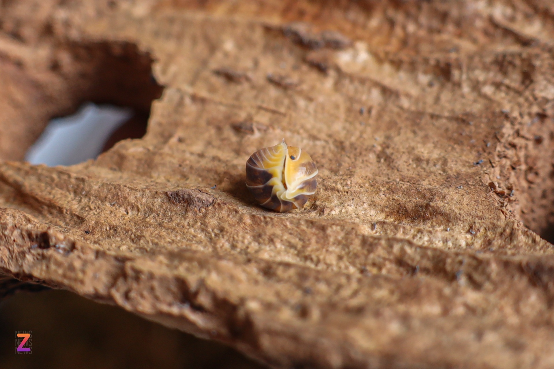 nuoi isopod tai nha anh 6