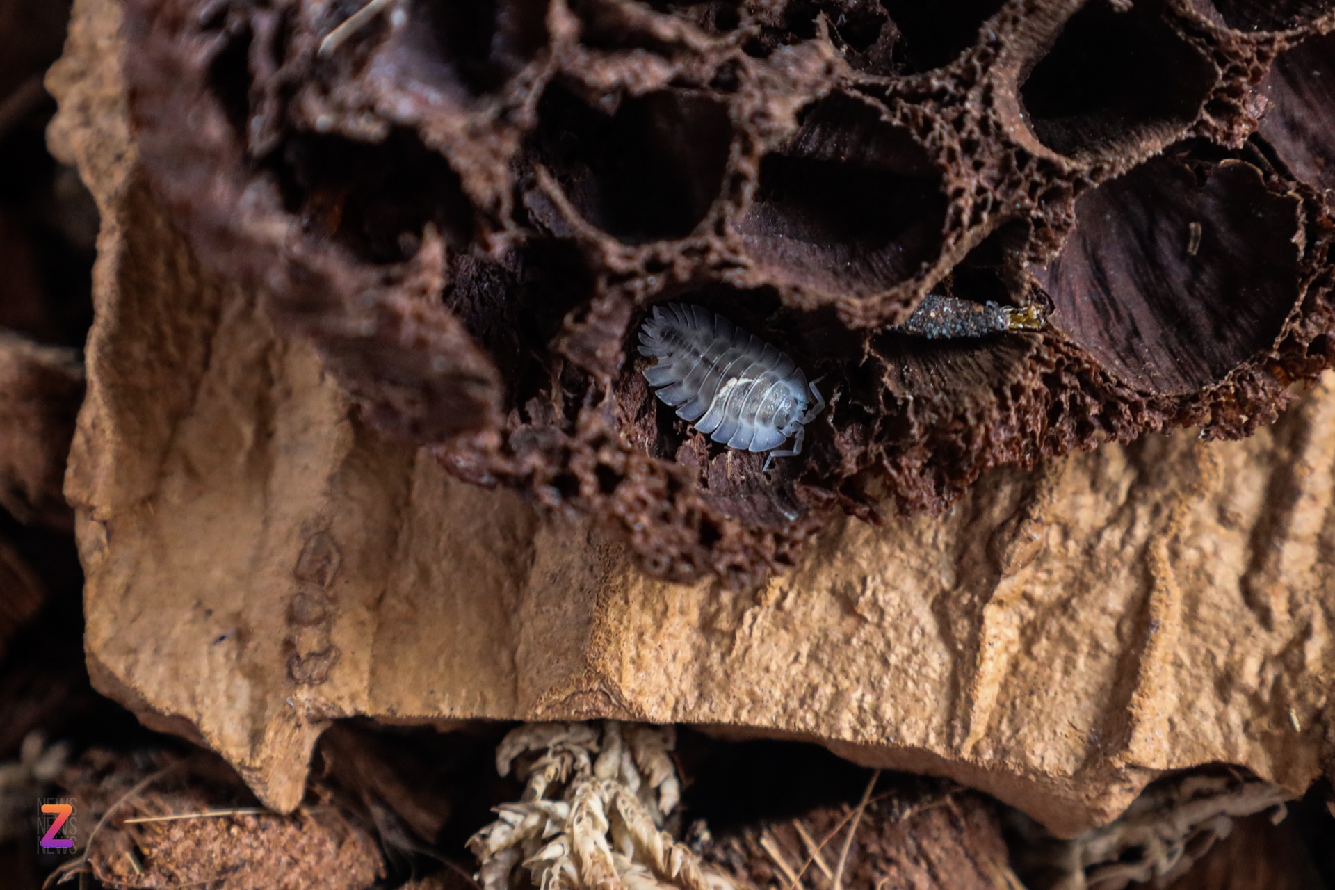 nuoi isopod tai nha anh 9