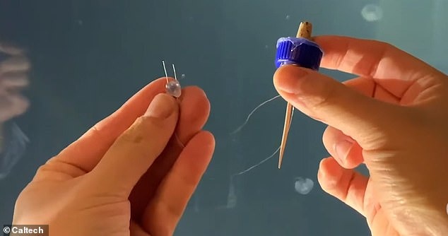 Sua Cyborg loai sinh vat co khi hoa anh 2