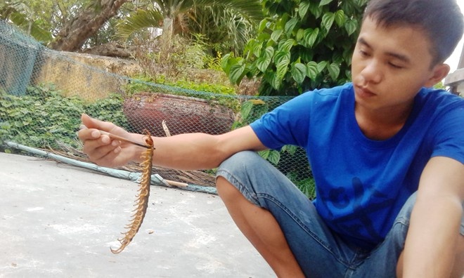 Con rết khủng dài hơn 25 cm được một người dân Huể bắt được. Ảnh: Điền Quang.