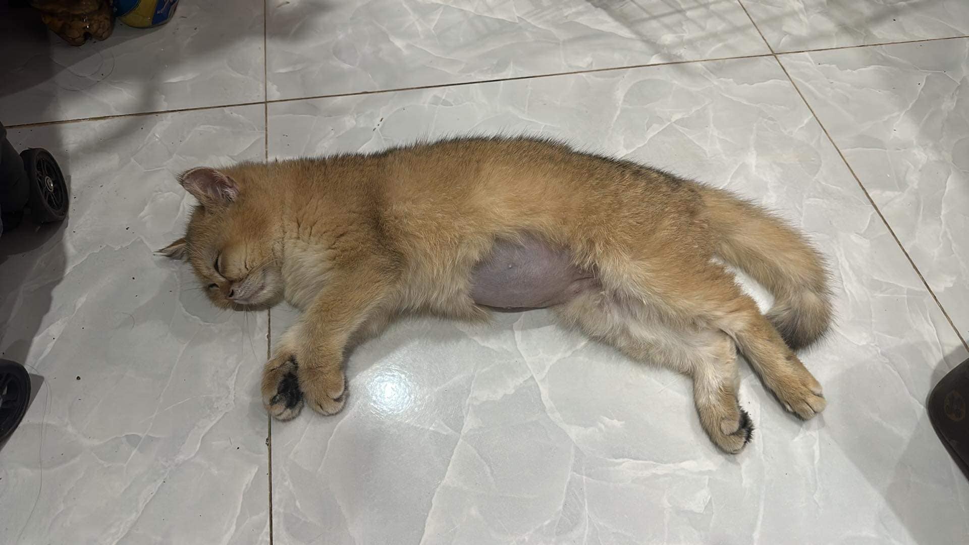 Meo bi giam dap anh 1