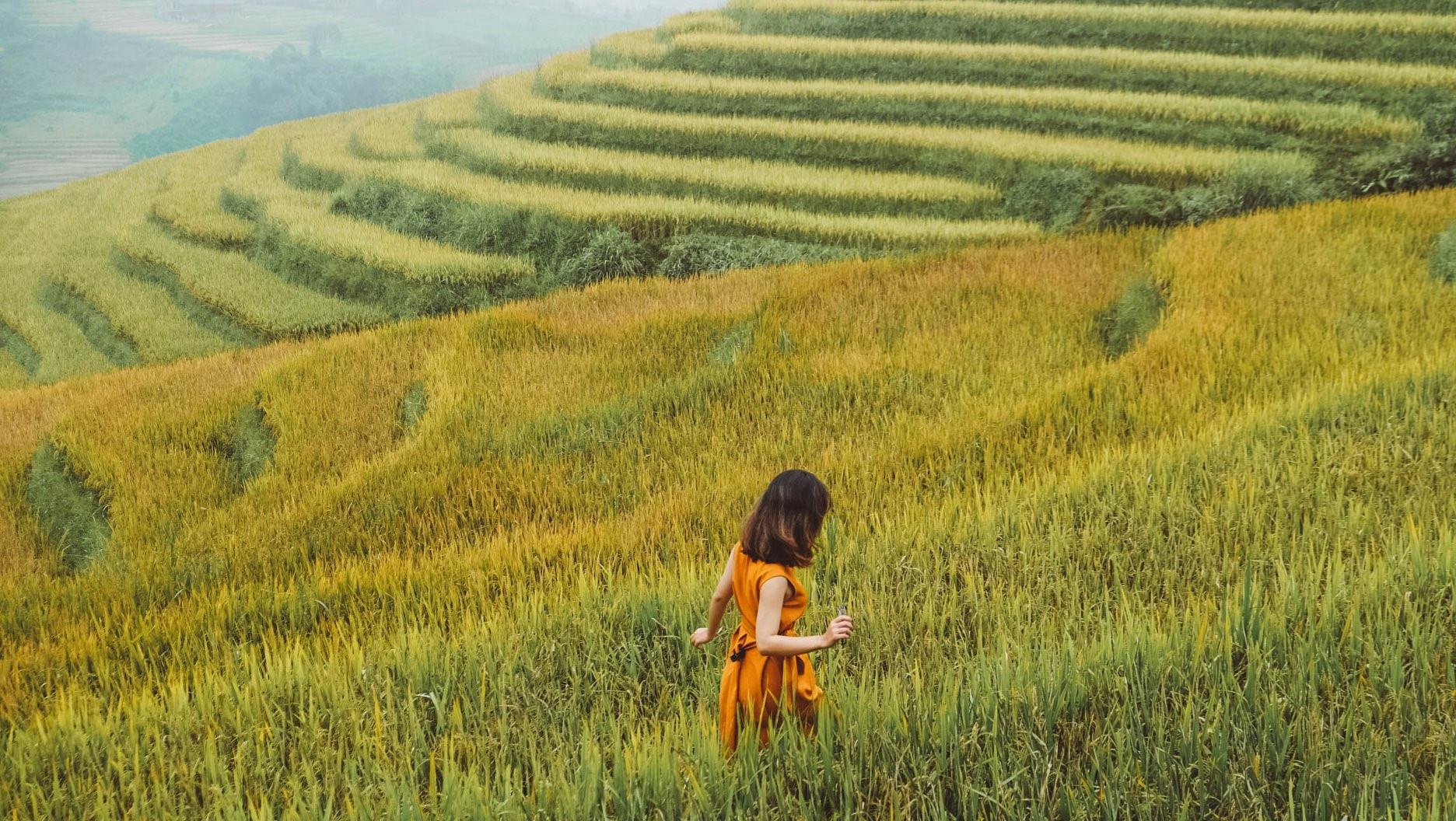 Mua lua chin anh 1