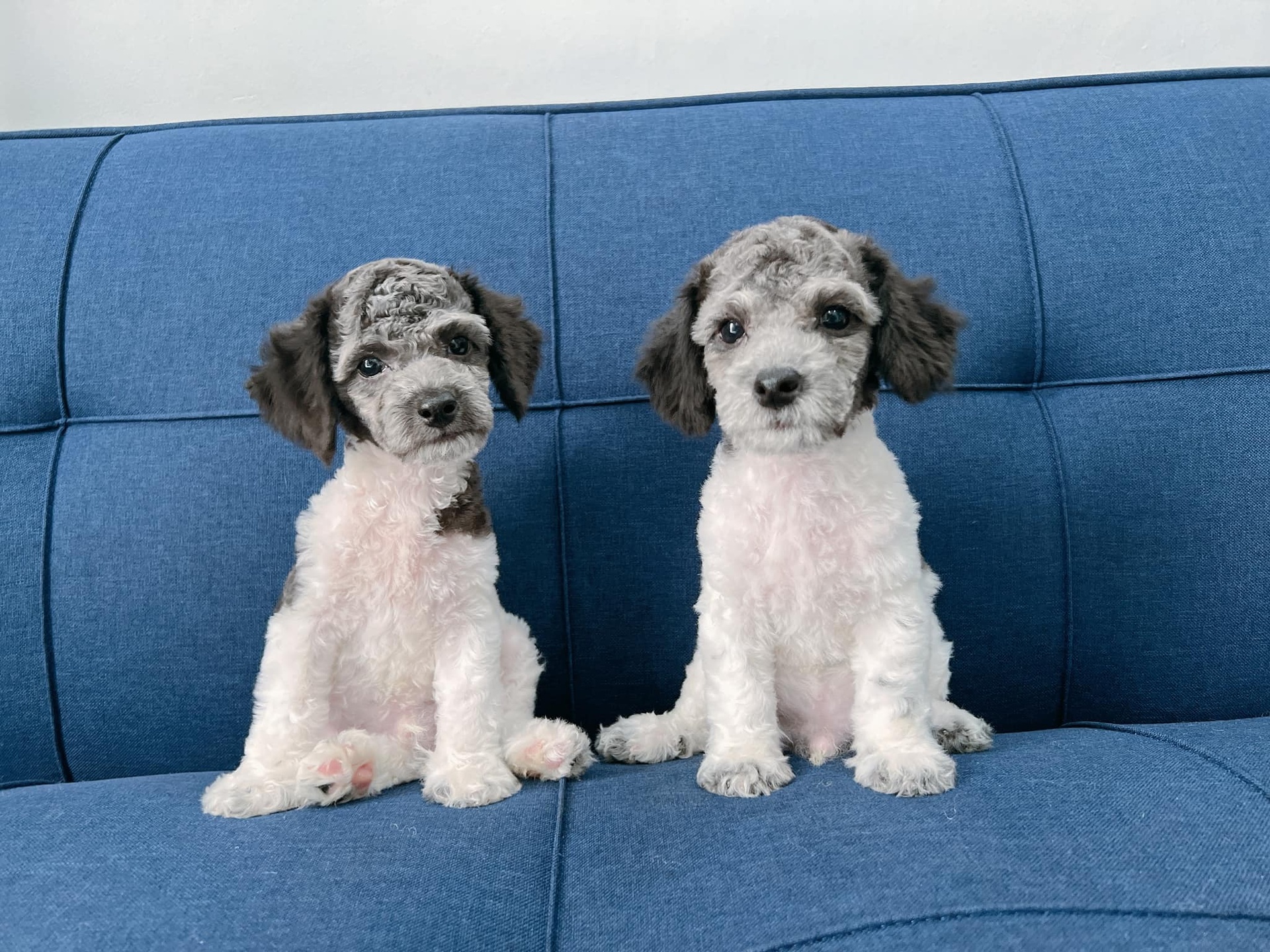 chuyen nha vi nuoi cho anh 1