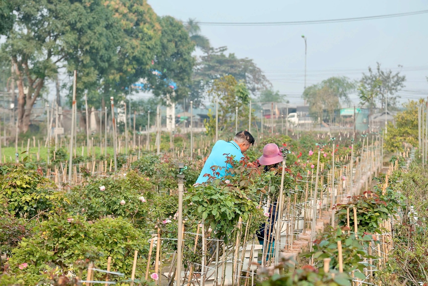 برادر من لین ۱