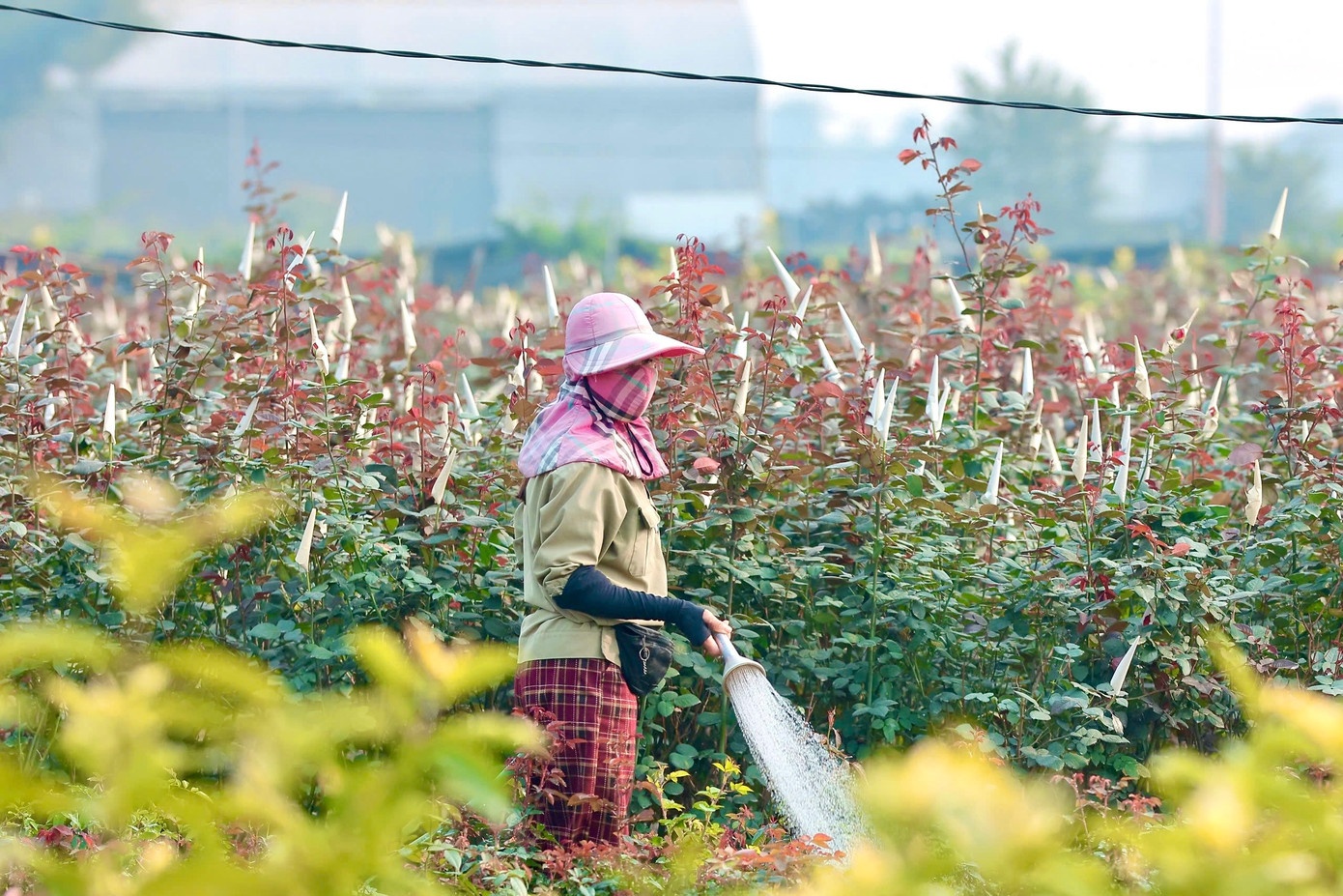 من لین، برادر ۲
