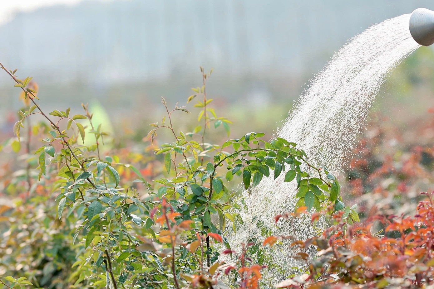 من لین، برادر ۳