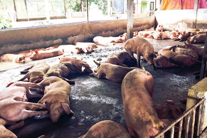 Những con heo được nuôi bằng chất tạo siêu nạc chỉ nằm hoặc ngồi.