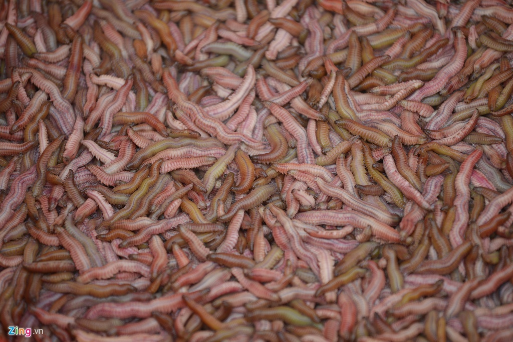 luu y khi an ruoi anh 1