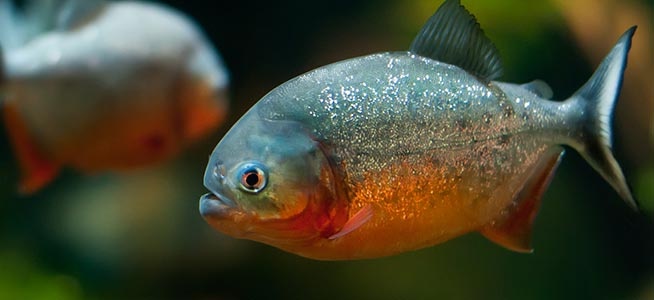 Cá Piranha bụng đỏ: Đây có lẽ là loài nổi tiếng nhất của Amazon và từng xuất hiện trong nhiều bộ phim kinh dị của Hollywood. Chiều dài của chúng có thể lên tới 30 cm với hàm răng sắc nhọn và thường tụ thành bầy lớn. Tuy là loài ăn xác chết, cá Piranha bụng đỏ không ngần ngại tấn công động vật sống nếu quá đói hoặc bị kích động. 