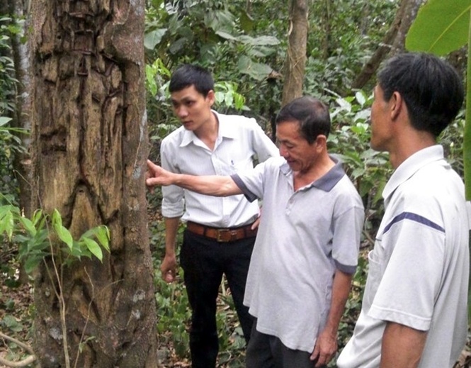 Cây dó trầm mang lại thu nhập cao cho hàng trăm hộ dân Thủy Xuân.