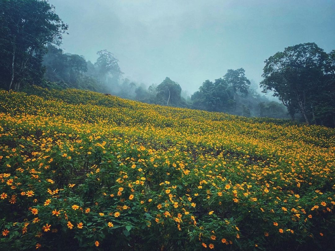 hoa da quy anh 1