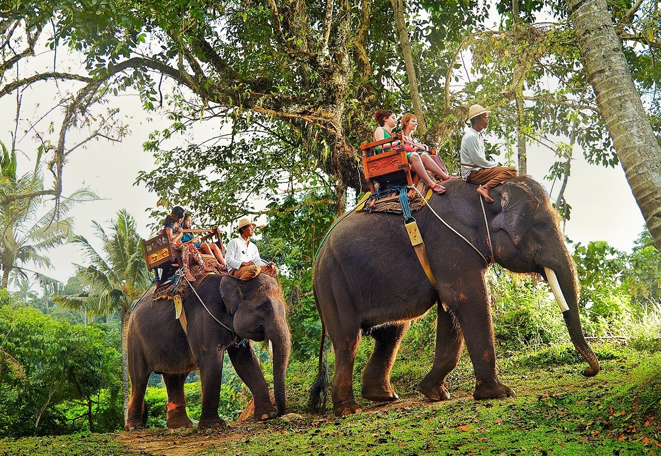 Dan voi o Bali anh 2
